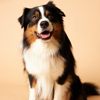 Therapiebegleithund Helmut